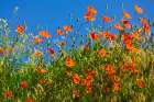 USA-Idaho-Genesee Red Orange poppies Art Print